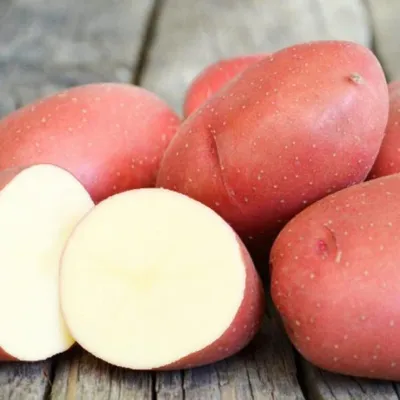 Сорт картофеля Любава - ранний, урожайный сорт, красная кожура, белая  мякоть. Семенной картофель от производителя