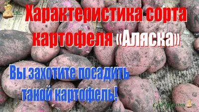 элитные сорта картофеля микроклонального размножения, семенной картофель  Тверская область, купить семенной картофель.