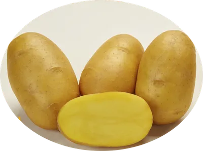 Характеристика сорта картофеля \"Аляска\". Вы захотите посадить такой  картофель! #огородничество - YouTube
