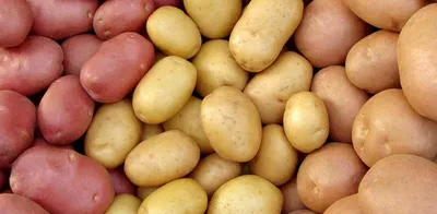 Вкусный Огород: Как вырастить хороший урожай картофеля на даче