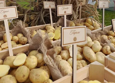 Какие сорта картофеля устойчивы к фитофторозу?» — Яндекс Кью