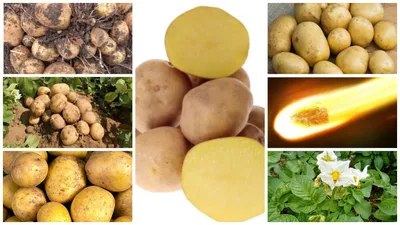 Картофель Садон | Сорта картофеля