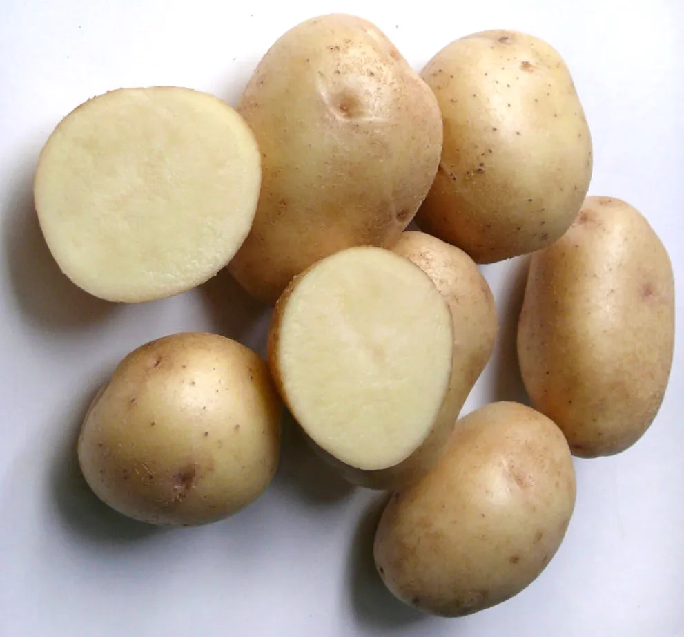 Невская картошка. Картофель Гулливер суперэлита. Фото картофеля снегирь