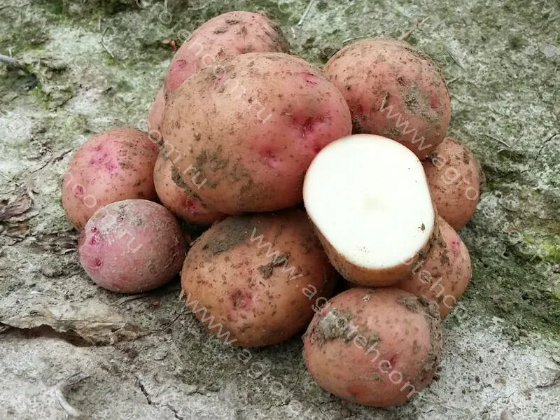 Фото картофеля снегирь