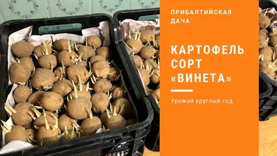 Картофель мытый, очищенный. - купить у поставщика ООО \"Овощная Экоферма\"