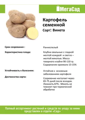 Продам Картофель, Королева Ана,Журовинка,Колумба,Лимонка,Радрига,Винета  Беларусия ,,Цены уточняйте в зависимости от сорта.. | ВКонтакте