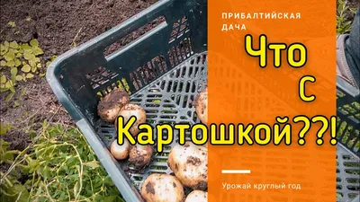 Овощи Фермерская долина Картофель Винета - «Ну, и как поддерживать  отечественного производителя?!» | отзывы