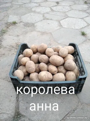 Продам картофель ВИНЕТА, купить картофель ВИНЕТА, Винницкая обл —  Agro-Ukraine