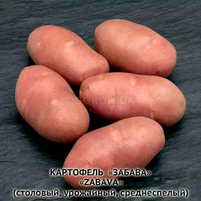 Клубни картофеля «Забава», ТМ «ЧерниговЭлитКартофель» - 0,5 кг купить  недорого в интернет-магазине семян OGOROD.ua