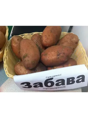 Семенной картофель Забава Элита 1 кг купить в Украине с доставкой | Цена в  Svitroslyn.ua