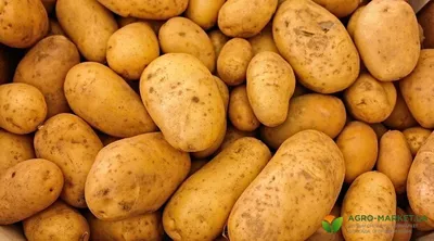 Эффективность предпосадочной обработки картофеля сорта «Забава» - полезные  статьи о садоводстве от Agro-Market
