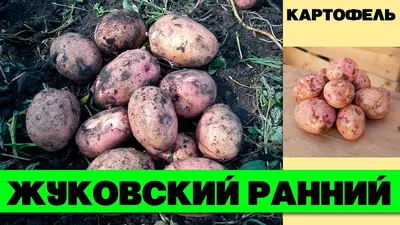 Жуковский ранний - Картофель России