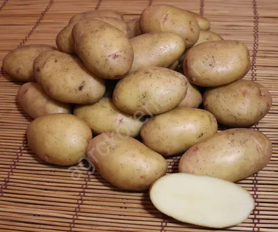Первая картошка в сезоне, сорт Жуковский ранний, о вкусе. Как хранить ранние  сорта картофеля зимой | уДачный проект | Дзен