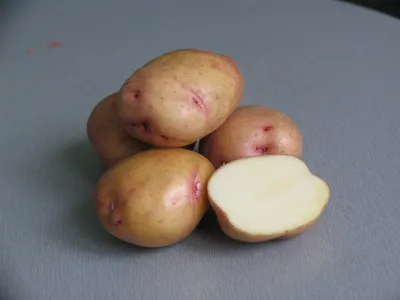 Семенной картофель «Жуковский ранний»