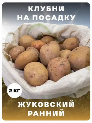 Молодая да ранняя: сорта картофеля Жуковский и Каратоп для летнего  потребления | уДачный проект | Дзен