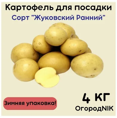 Купить Картофель семенной Жуковский ранний 10 клубней в Онсад.ру с  доставкой Почтой
