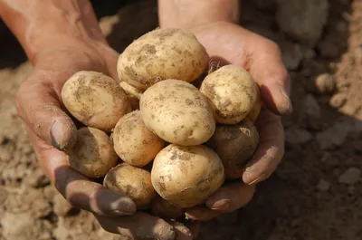 Ранние и ультраранние сорта картофеля (описание с фото) | На грядке  (Огород.ru)