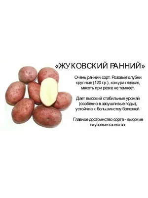 Картофель Пароли (Paroli) | Сорта картофеля