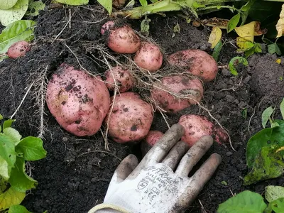 Отзыв о Картофель Жуковский ранний | Вкусный картофель