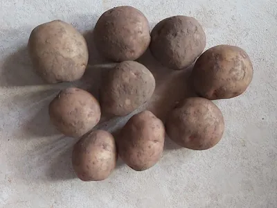 Ранний картофель Жуковский - характеристики сорта, сроки посадки