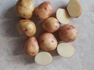 Картофель Каратоп (Karatop) | Сорта картофеля