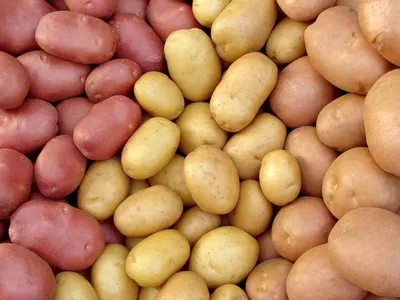 Купить семенной картофель, сорт Жуковский оптом, выгодные условия