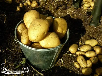 Семенной картофель из Беларуси. Картофель Вектор — Agro-Tajikistan