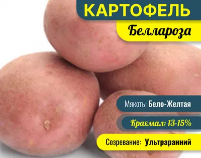 Вкусный и урожайный сорт картофеля Беллароза | Антонов сад - дача и огород  | Дзен