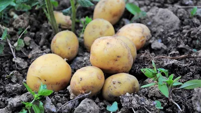 Картофель Беллароза (Bellarosa) 5 кг - купить семенной картофель с  доставкой по Украине в магазине Добродар