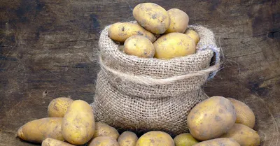 Какой сорт картофеля самый вкусный, ранние сорта картофеля, как сажать  картошку, апрель-май 2022 года - 24 апреля 2022 - 62.ru