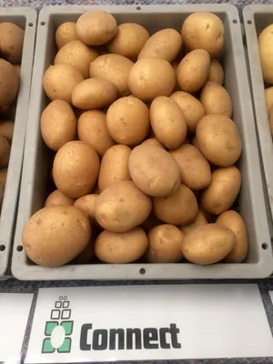 Беллароза, семенной картофель купить в Украине - цена, фото, отзывы |  Agrolife