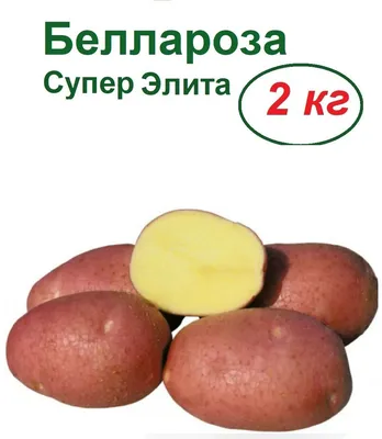 Семенной картофель Беллароза (Бела Роса) (1 репродукция) купить в Украине |  Веснодар