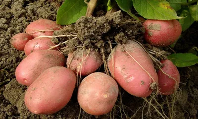 Архив Картопля картошка беллароза домашня екологічна смачна: 5 грн. - Овощи  Козелец на BON.ua 101357925