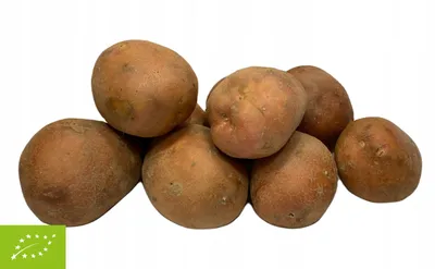 Картофель – для варки, жарки, запекания – как выбрать