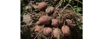 Картофель сорт Беллароза (Bellarosa) ранний розовый с белой мякотью -  «Картофель сорта Беллароза: достоинства, недостатки, особенности. Отзыв не  профи. Опыт выращивания в ЦФО» | отзывы
