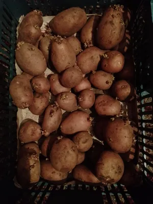 Продам велику картоплю БеллаРоза — Agro-Ukraine