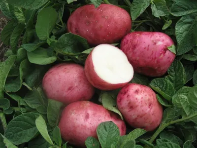 Agrolife - Вы спрашивали — мы отвечаем! УЖЕ В ПРОДАЖЕ 🔥Ваш любимый  семенной картофель БЕЛЛАРОЗА🥔Самый ранний и высокоурожайный сорт! ~ 🔸  БЕЛЛАРОЗА неприхотлива к почве и наличию полива. Обладает хорошей  засухоустойчивостью и