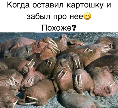 🥔 КРОШКА КАРТОШКА 🥔 (@kroshka_kartoshka_rus) • Instagram photos and videos