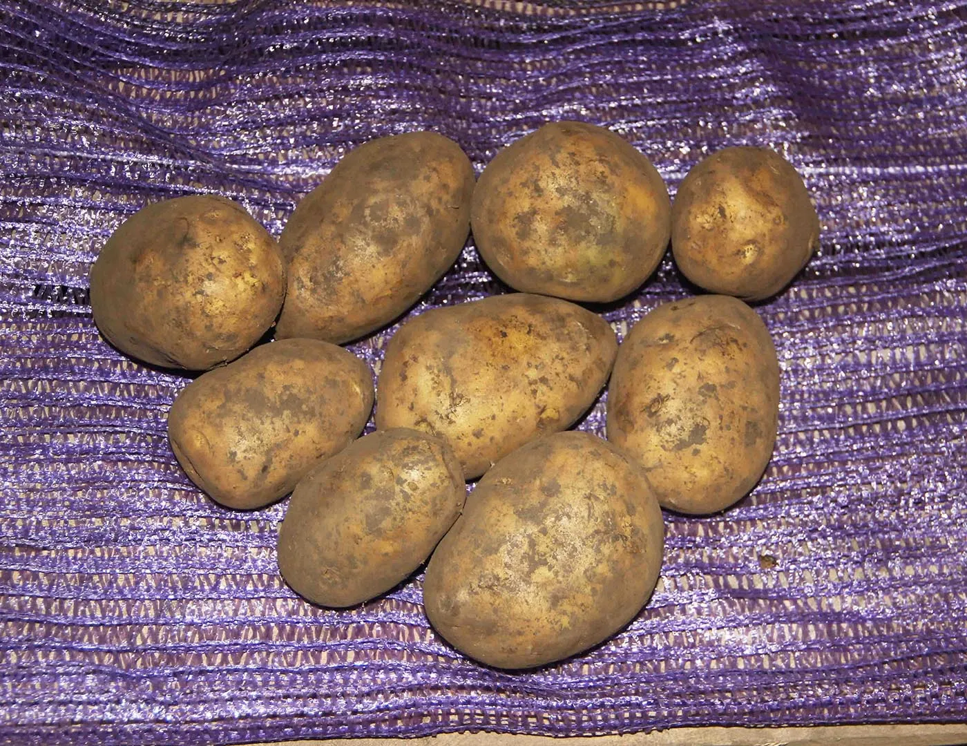 Картофель гала урожайность