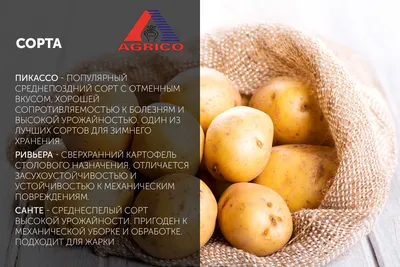 Продается картошка Пикассо для семян (картофель: 25 KGS ➤ Картошка | Тюп |  46049117 ᐈ lalafo.kg