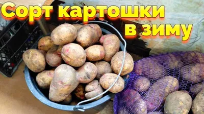 Купить семенной картофель — лучшие сорта на посадку из Голландии