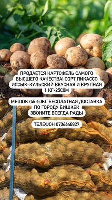 Купить Семенной картофель сорт Агата в Кисловодске