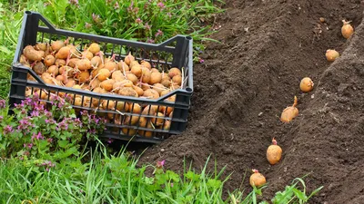 Посадка картошки под солому // Planting potatoes under straw // Pflanzen  von Kartoffeln unter Stroh - YouTube