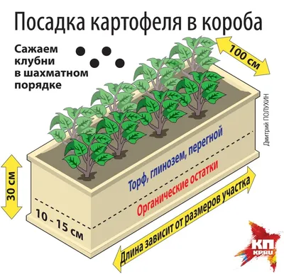 Когда сажать картошку 2023 посадка картофеля в землю клубнями и семенами  весной