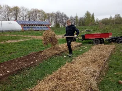 Картошка под соломой. Любопытный эксперимент. - Страна Мам