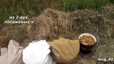 Удобрять по принципу гамбургера и поливать ледяной водой: Агроном раскрыл  секреты, как собрать ведро картошки с куста - KP.RU