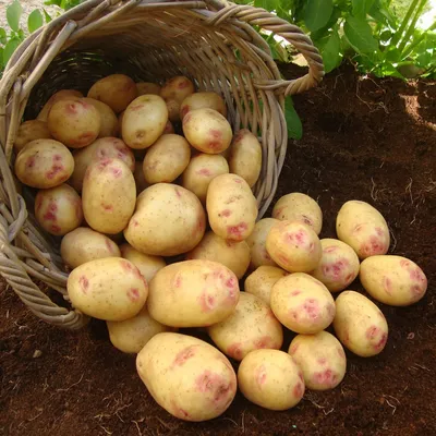 🥔 Как вырастить ранний картофель и какой сорт выбрать