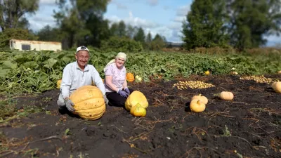 Колбаски Рококо СФ куриные, рубленые, с грибами и сыром, охлаждённые, 400 г  - отзывы покупателей на маркетплейсе Мегамаркет | Артикул: 100051627378