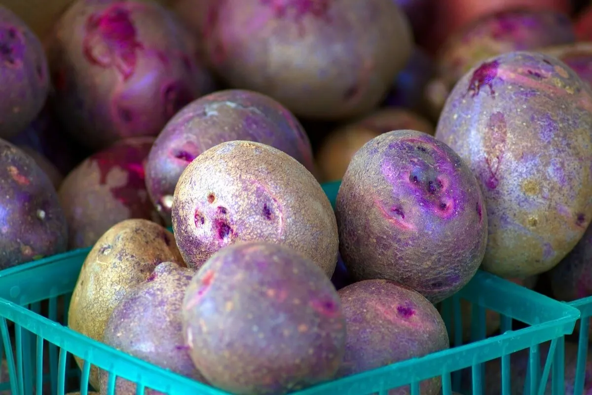 Картофель округлой формы. Картофель фиолетовый. Фиолетовая картошка сорт. Фиолетовый картофель сорта. Сорта картофеля с фиолетовой мякотью.