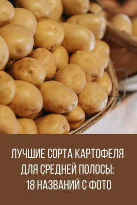 Купить Картофель Королева Анна/Cреднеранний в Минске недорого | Каталог,  цены, доставка почтой